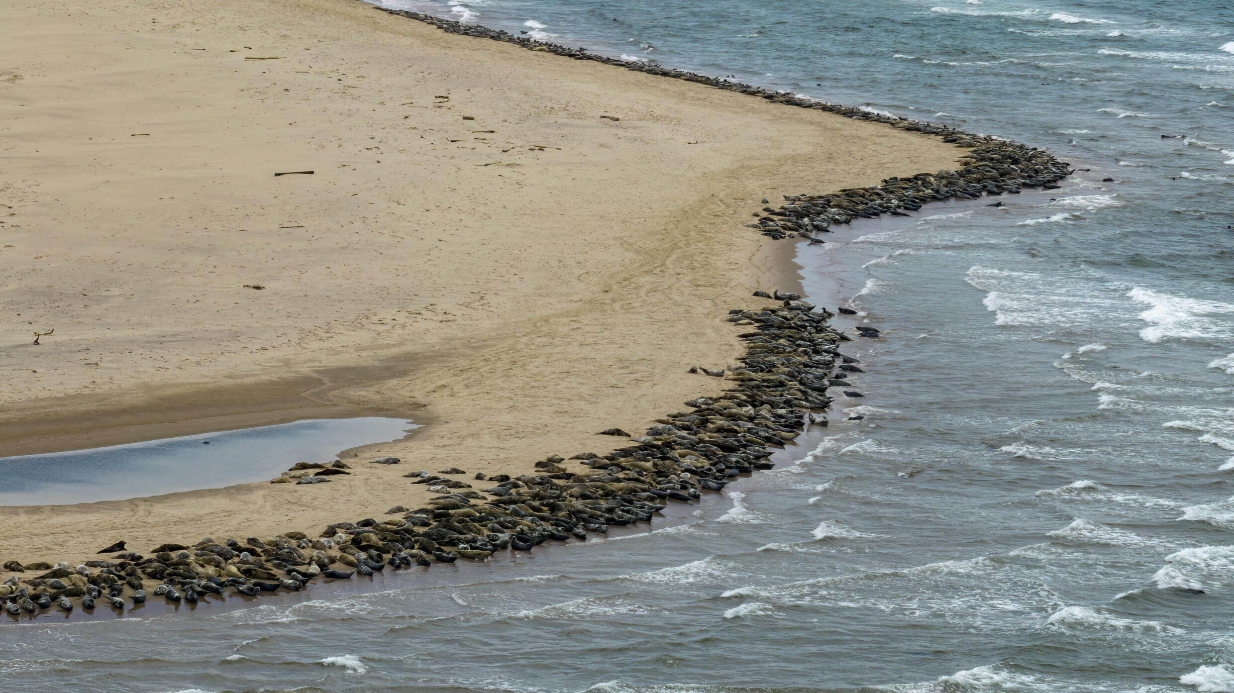Seal populations have exploded since the 1970s, though experts say it is not an example of overpopulation